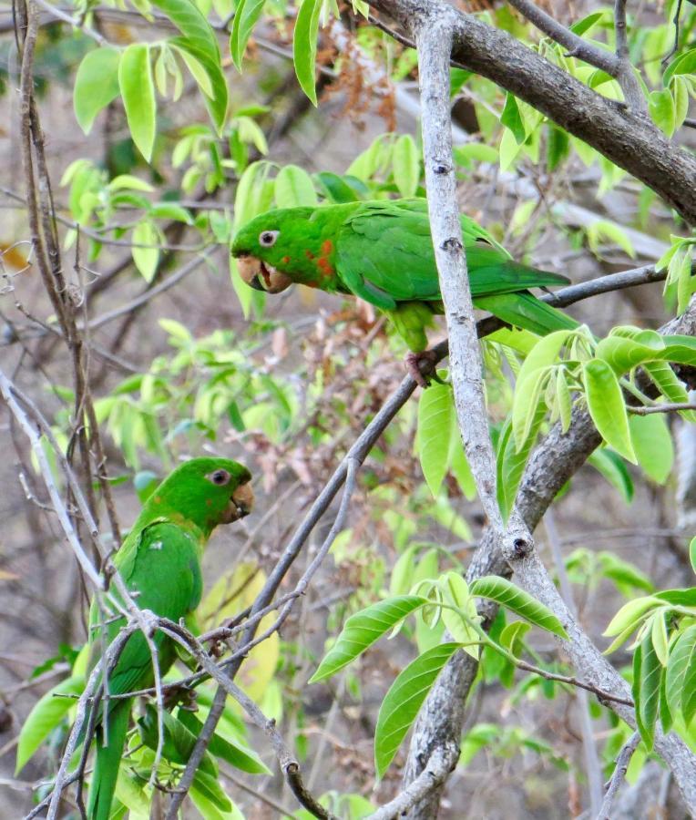 Villa Ometepe Mérida Eksteriør billede